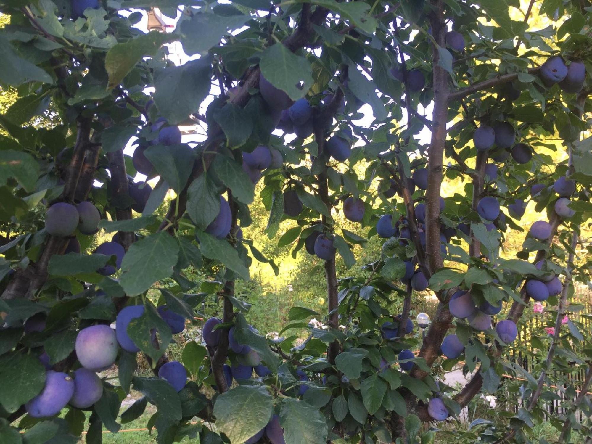 Salara Farmhouse 코페르 외부 사진